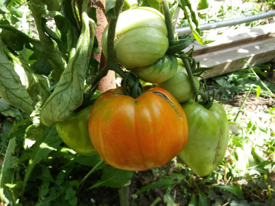 Rot Front 19722.jpg