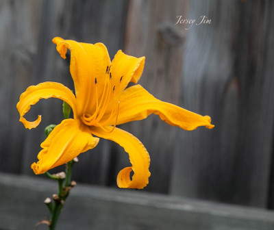 IMG_6477.jpg