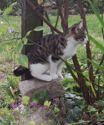 Sharon_im_Garten_2_Kopie.jpg