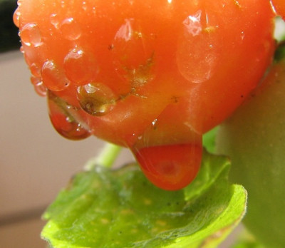 comp_1Tomatentropfen__23.06.07_004.jpg