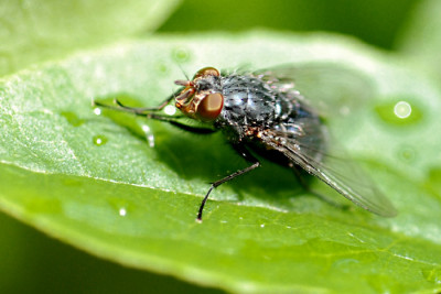 Fliege-putzt-sich-k.jpg