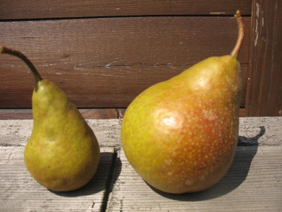 STB_5794.JPG