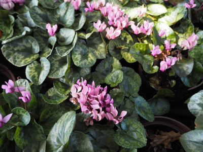 purpurascens 22.8.19 ue.JPG