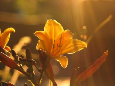 golden_chimes_gegenlicht.jpg