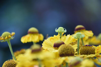 falke blumen makro 017.JPG