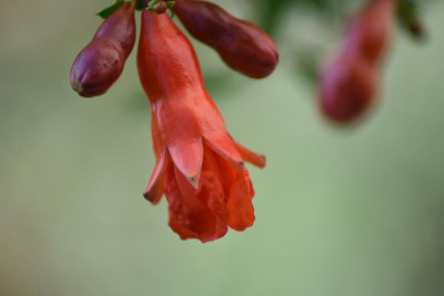 falke blumen makro 030.JPG