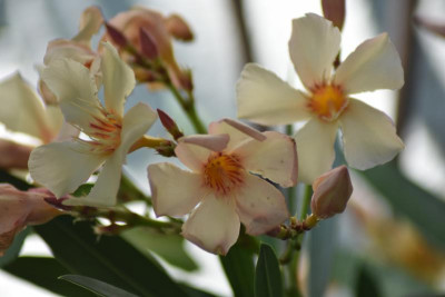 falke blumen makro 041.JPG