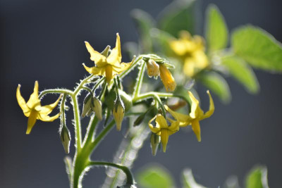 falke blumen makro 027.JPG
