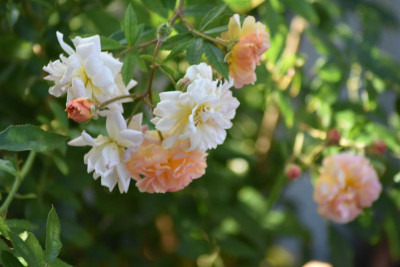 falke blumen makro 045.JPG