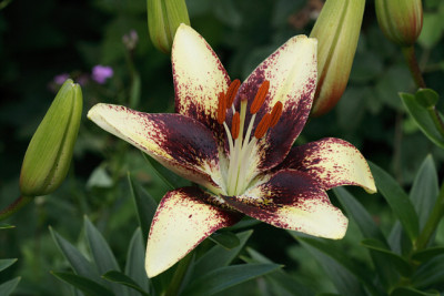 Li_Ia_Cappuccino230607.jpg