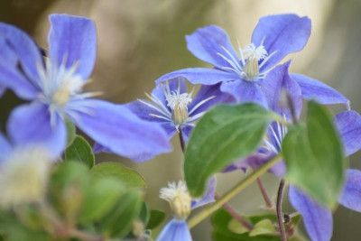 falke blumen makro 022.JPG