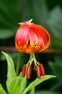 Li_WL_pardalinum220607.jpg