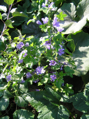Blüten 23. August 2019 006.JPG