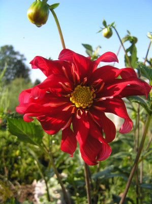 Blüten 23. August 2019 005.JPG