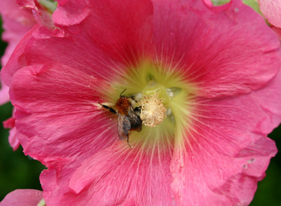 St_Stockrose_rosa_05061.jpg