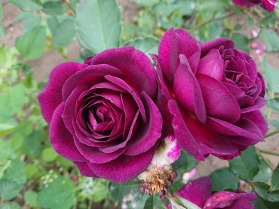 DSC_2436.JPG