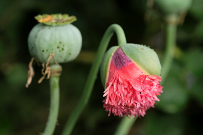 St_Papaversonifereum120607.jpg