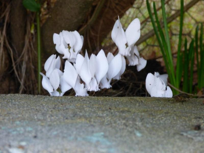 weisse in der Hecke1.jpg