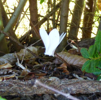 Cyclamen in der Hecke2.jpg