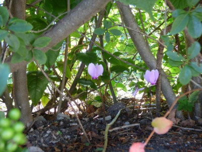 Cyclamen in der Hecke3.jpg