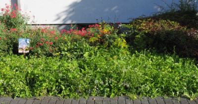 Blumenwiese 19-08-23.jpg