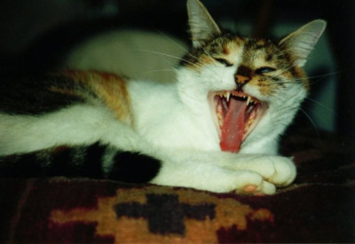 Luzi_gahn_scan.jpg