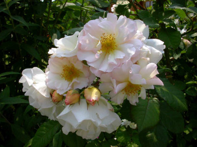 Penelope_2006.jpg