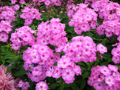 24.08.2019 09-25-20_18759.jpg