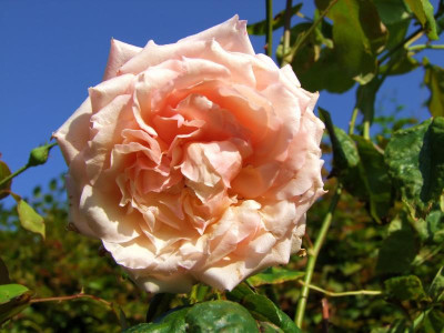 24.08.2019 09-27-15_18807.jpg