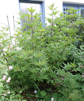Vitex.14-1.jpg
