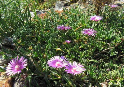 IMG_7763_Mittagsblume_24Aug2019_.jpg