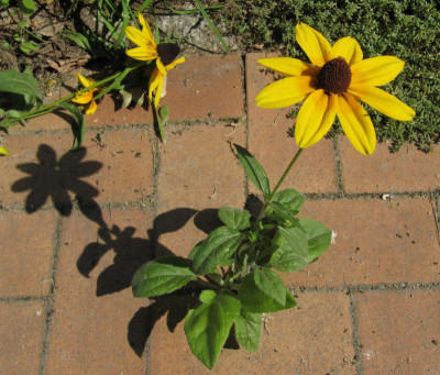 IMG_7747_Rudbekie_24Aug2019_.jpg