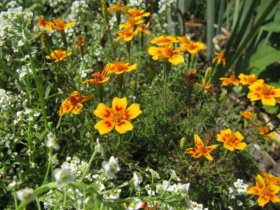 IMG_7725_Tagetes_24Aug2019_.jpg