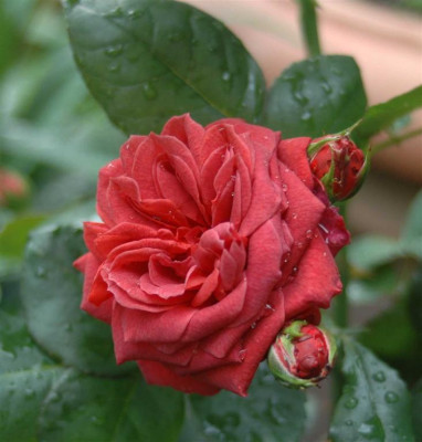 A4375a_Large.JPG