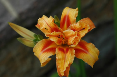 Hemerocallis_X_1_23-06-2007.jpg