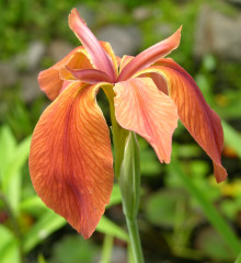 Iris_fulva_07.jpg