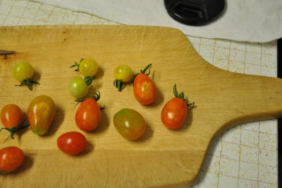 04_Tomaten.JPG