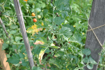 03_Tomatenlaub_0077.JPG