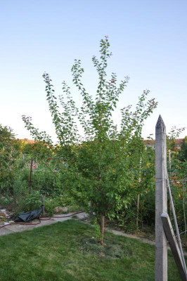 Aprikyra_DSC_0147.JPG