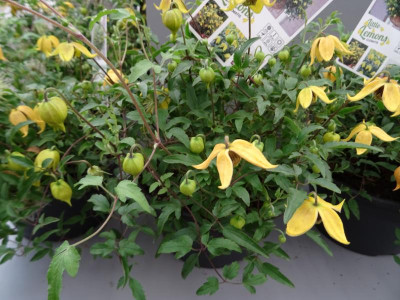 Clematis Little Lemons Plantarium 2019.JPG