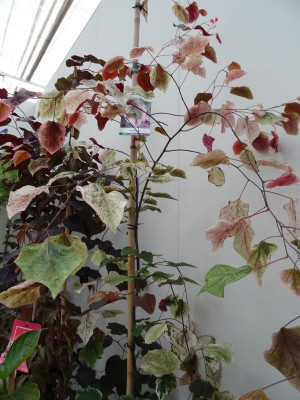 Cercis canadensis Carolina Sweethart Plantarium 2019.JPG