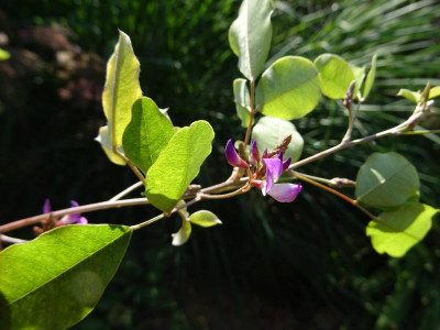 Campylotropis macrocarpa August 2019.JPG