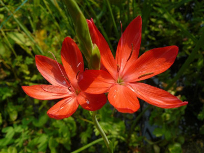 Schizostylis coccinea  ( Spaltgriffel ).jpg