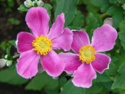 Anemone hupehensis ´Splendens´ China-Herbst-Anemone.jpg