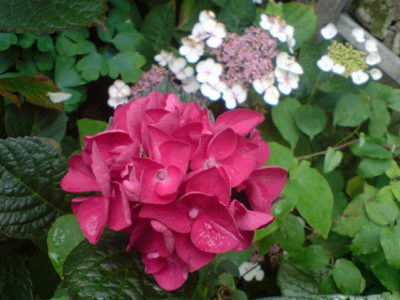 verfaebte_hortensie2.JPG
