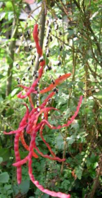 Dicentra_torulosa_samenstand__-_1.jpg