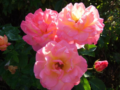 24.08.2019 09-27-32_18814.jpg