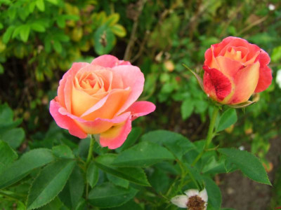 24.08.2019 09-26-00_18775.jpg