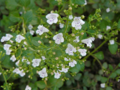 Calamintha nepeta `Triumphator´ Kleinblütige Bergminze.jpg
