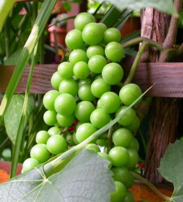 susewein30.jpg